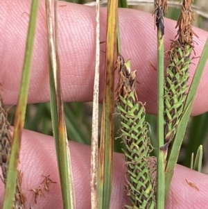 Carex gaudichaudiana at Wilsons Valley, NSW - 21 Jan 2023