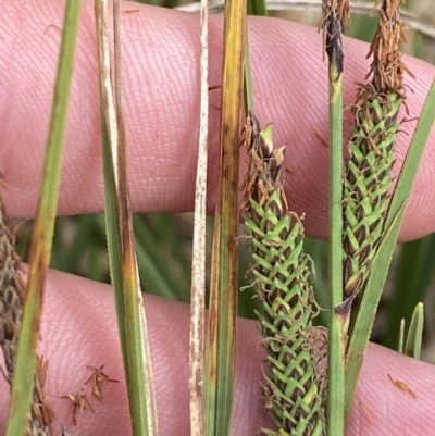 Carex gaudichaudiana (Fen Sedge) at Wilsons Valley, NSW - 21 Jan 2023 by Tapirlord