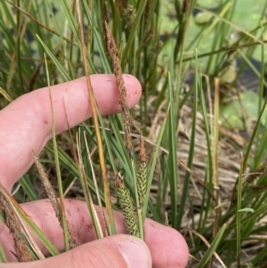 Carex gaudichaudiana at Wilsons Valley, NSW - 21 Jan 2023