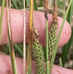 Carex gaudichaudiana at Wilsons Valley, NSW - 21 Jan 2023