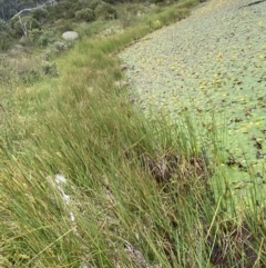 Carex gaudichaudiana at Wilsons Valley, NSW - 21 Jan 2023