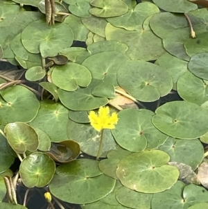 Nymphoides montana at Wilsons Valley, NSW - 21 Jan 2023