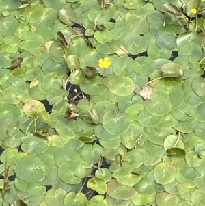 Nymphoides montana at Wilsons Valley, NSW - 21 Jan 2023