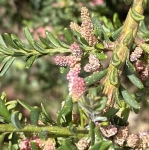 Podocarpus lawrencei at Wilsons Valley, NSW - 21 Jan 2023