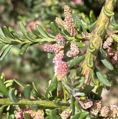 Podocarpus lawrencei (Mountain Plum Pine) at Kosciuszko National Park - 21 Jan 2023 by Tapirlord