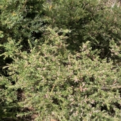 Podocarpus lawrencei at Wilsons Valley, NSW - 21 Jan 2023