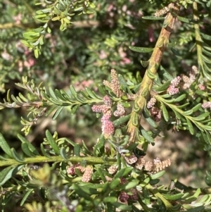 Podocarpus lawrencei at Wilsons Valley, NSW - 21 Jan 2023