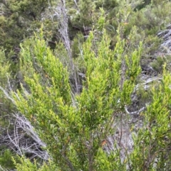 Leptospermum obovatum (River Tea Tree) at Kosciuszko National Park - 21 Jan 2023 by Tapirlord