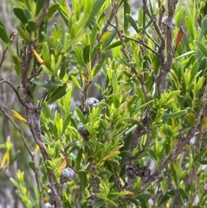 Leptospermum obovatum at Wilsons Valley, NSW - 21 Jan 2023