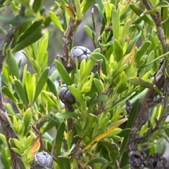 Leptospermum obovatum at Wilsons Valley, NSW - 21 Jan 2023