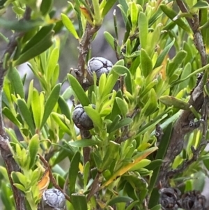 Leptospermum obovatum at Wilsons Valley, NSW - 21 Jan 2023 02:08 PM