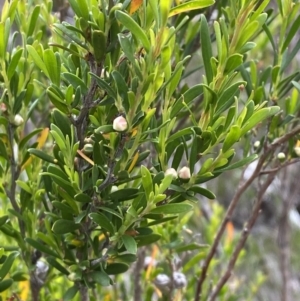 Leptospermum obovatum at Wilsons Valley, NSW - 21 Jan 2023