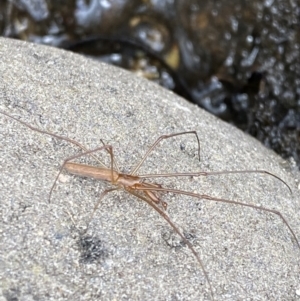 Tetragnatha sp. (genus) at Wilsons Valley, NSW - 21 Jan 2023 02:07 PM