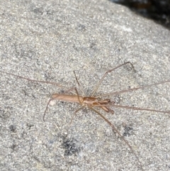 Tetragnatha sp. (genus) at Wilsons Valley, NSW - 21 Jan 2023 02:07 PM