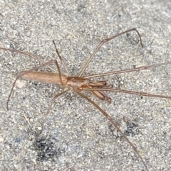 Tetragnatha sp. (genus) at Wilsons Valley, NSW - 21 Jan 2023 02:07 PM