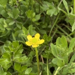 Ranunculus pimpinellifolius at Wilsons Valley, NSW - 21 Jan 2023