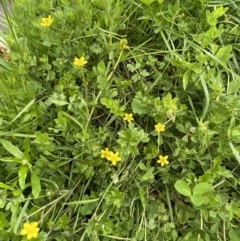 Ranunculus pimpinellifolius at Wilsons Valley, NSW - 21 Jan 2023 02:05 PM