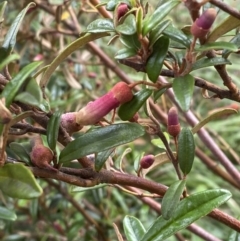 Correa lawrenceana var. rosea at Kosciuszko National Park - 21 Jan 2023 by Tapirlord