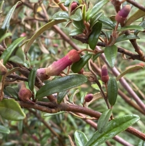 Correa lawrenceana var. rosea at Wilsons Valley, NSW - 21 Jan 2023