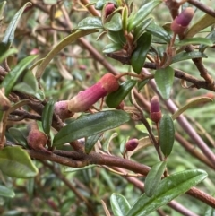 Correa lawrenceana var. rosea at Wilsons Valley, NSW - 21 Jan 2023 by Tapirlord