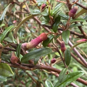 Correa lawrenceana var. rosea at Wilsons Valley, NSW - 21 Jan 2023