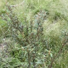 Correa lawrenceana var. rosea at Wilsons Valley, NSW - 21 Jan 2023