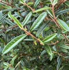 Correa lawrenceana var. rosea at Wilsons Valley, NSW - 21 Jan 2023