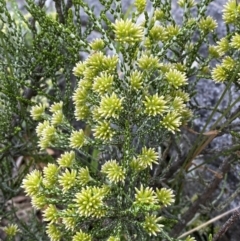 Ozothamnus cupressoides (Kerosine Bush) at Wilsons Valley, NSW - 21 Jan 2023 by Tapirlord