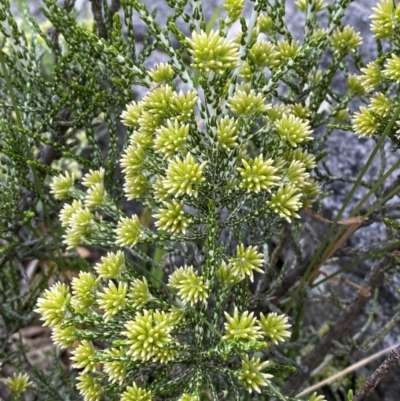 Ozothamnus cupressoides (Kerosine Bush) at Wilsons Valley, NSW - 21 Jan 2023 by Tapirlord