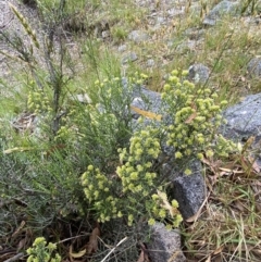 Ozothamnus cupressoides at Wilsons Valley, NSW - 21 Jan 2023