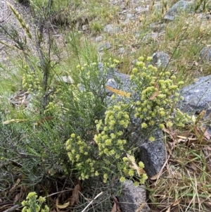 Ozothamnus cupressoides at Wilsons Valley, NSW - 21 Jan 2023 02:04 PM