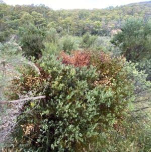 Acacia alpina at Wilsons Valley, NSW - 21 Jan 2023