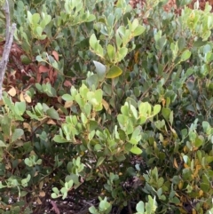 Acacia alpina at Wilsons Valley, NSW - 21 Jan 2023