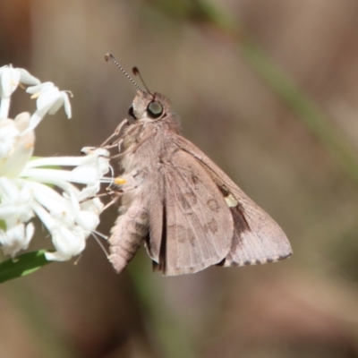 Unidentified Skipper (Hesperiidae) at Moruya, NSW - 3 Feb 2023 by LisaH