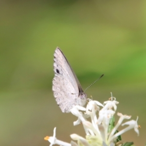 Erina hyacinthina at Moruya, NSW - 3 Feb 2023