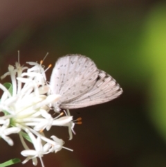 Erina hyacinthina at Moruya, NSW - 3 Feb 2023