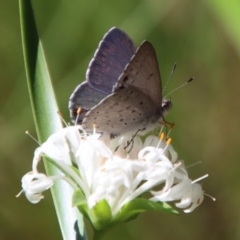 Erina hyacinthina at Moruya, NSW - 3 Feb 2023