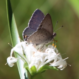 Erina hyacinthina at Moruya, NSW - 3 Feb 2023