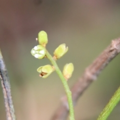 Cassytha (genus) (Dodder) at Moruya, NSW - 3 Feb 2023 by LisaH