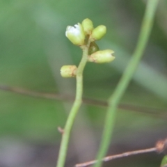 Cassytha sp. at Moruya, NSW - suppressed