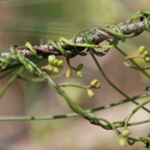 Cassytha sp. at Moruya, NSW - suppressed