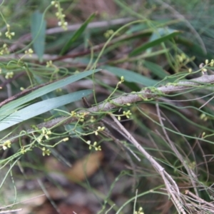 Cassytha sp. at Moruya, NSW - suppressed