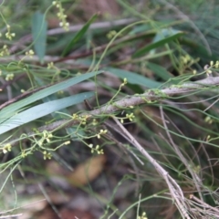 Cassytha sp. at Moruya, NSW - 3 Feb 2023