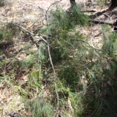 Cassytha sp. at Moruya, NSW - suppressed