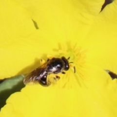 Lasioglossum (Chilalictus) sp. (genus & subgenus) (Halictid bee) at Broulee Moruya Nature Observation Area - 3 Feb 2023 by LisaH