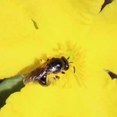 Lasioglossum (Chilalictus) sp. (genus & subgenus) (Halictid bee) at Moruya, NSW - 3 Feb 2023 by LisaH