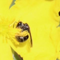 Lasioglossum (Chilalictus) sp. (genus & subgenus) at Moruya, NSW - suppressed