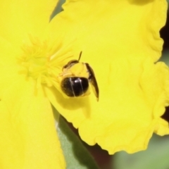 Lasioglossum (Chilalictus) sp. (genus & subgenus) at Moruya, NSW - suppressed