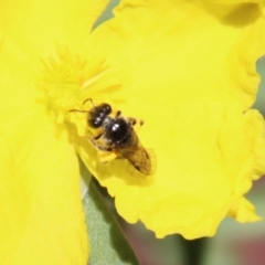 Lasioglossum (Chilalictus) sp. (genus & subgenus) at Moruya, NSW - suppressed