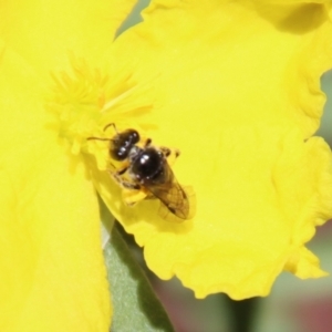 Lasioglossum (Chilalictus) sp. (genus & subgenus) at Moruya, NSW - suppressed